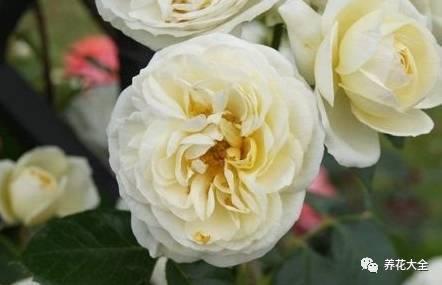 一年四季都开花的月季品种，复花能力超好的6种藤本月季