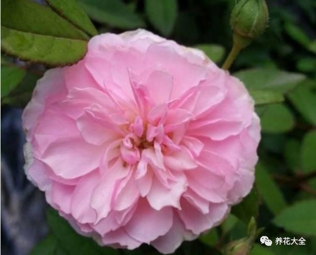 一年四季都开花的月季品种，复花能力超好的6种藤本月季