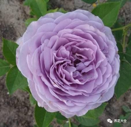 一年四季都开花的月季品种，复花能力超好的6种藤本月季