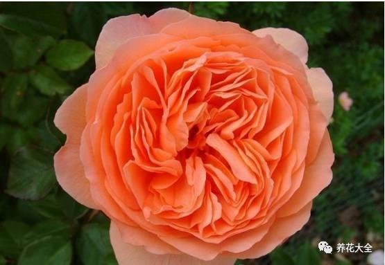 一年四季都开花的月季品种，复花能力超好的6种藤本月季