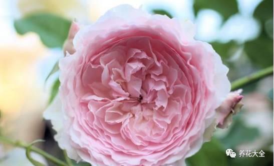 一年四季都开花的月季品种，复花能力超好的6种藤本月季