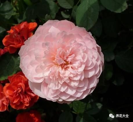 一年四季都开花的月季品种，复花能力超好的6种藤本月季