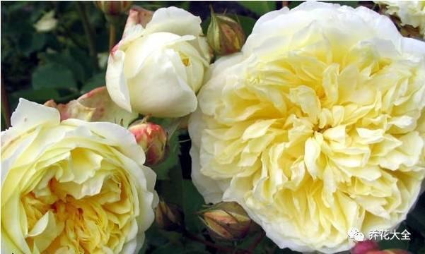 一年四季都开花的月季品种，复花能力超好的6种藤本月季