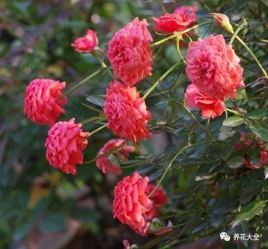 一年四季都开花的月季品种，复花能力超好的6种藤本月季