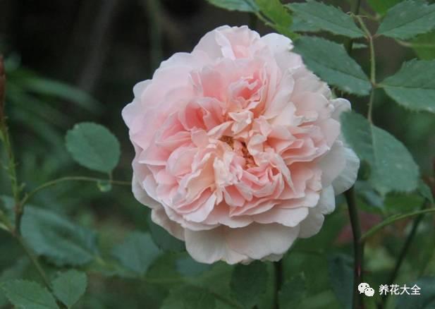 一年四季都开花的月季品种，复花能力超好的6种藤本月季