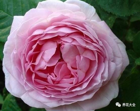 一年四季都开花的月季品种，复花能力超好的6种藤本月季