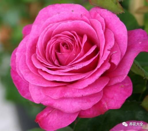 一年四季都开花的月季品种，复花能力超好的6种藤本月季