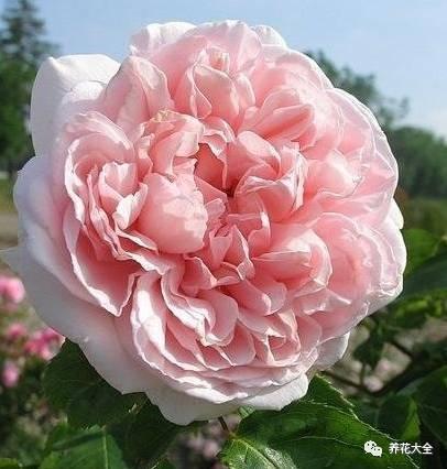 一年四季都开花的月季品种，复花能力超好的6种藤本月季