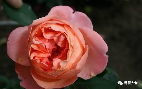 一年四季都开花的月季品种，复花能力超好的6种藤本月季