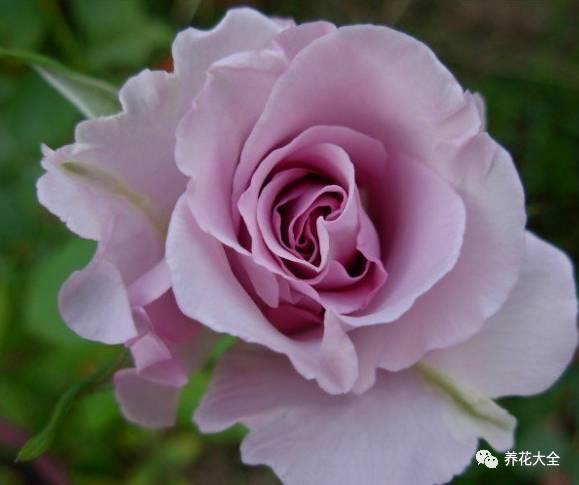 一年四季都开花的月季品种，复花能力超好的6种藤本月季