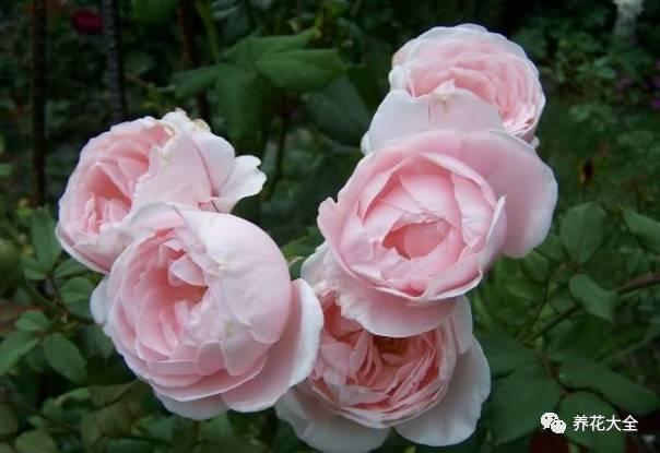 一年四季都开花的月季品种，复花能力超好的6种藤本月季