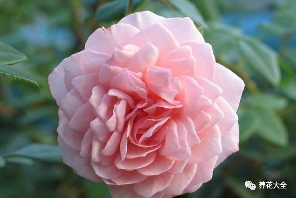 一年四季都开花的月季品种，复花能力超好的6种藤本月季