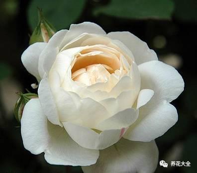 一年四季都开花的月季品种，复花能力超好的6种藤本月季