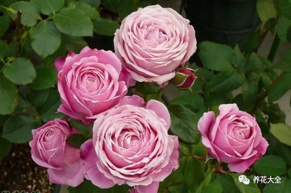 一年四季都开花的月季品种，复花能力超好的6种藤本月季