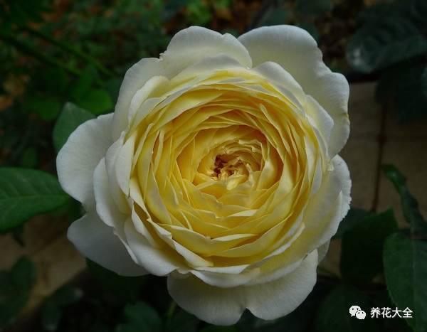 一年四季都开花的月季品种，复花能力超好的6种藤本月季