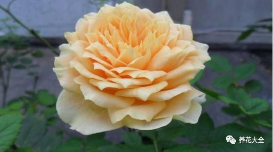 一年四季都开花的月季品种，复花能力超好的6种藤本月季