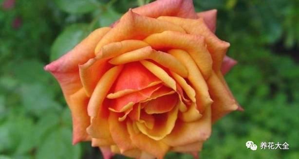 一年四季都开花的月季品种，复花能力超好的6种藤本月季