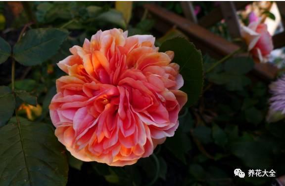 一年四季都开花的月季品种，复花能力超好的6种藤本月季