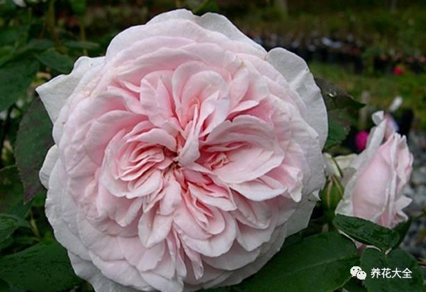 一年四季都开花的月季品种，复花能力超好的6种藤本月季