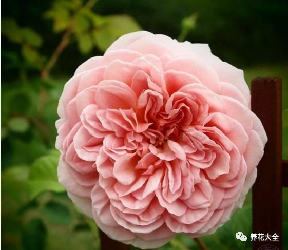 一年四季都开花的月季品种，复花能力超好的6种藤本月季