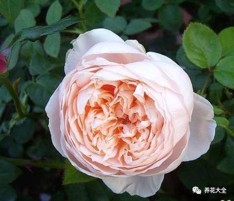 一年四季都开花的月季品种，复花能力超好的6种藤本月季