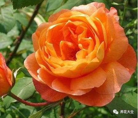 一年四季都开花的月季品种，复花能力超好的6种藤本月季