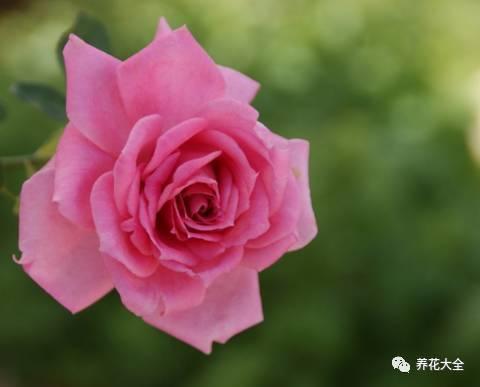 一年四季都开花的月季品种，复花能力超好的6种藤本月季