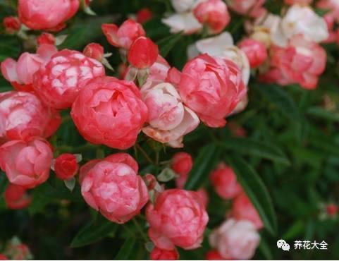 一年四季都开花的月季品种，复花能力超好的6种藤本月季