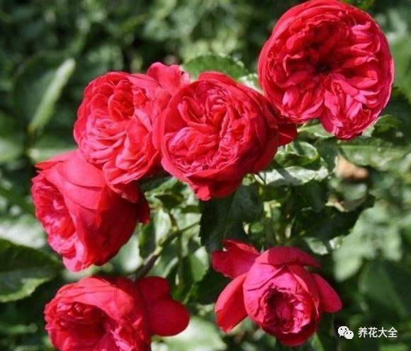 一年四季都开花的月季品种，复花能力超好的6种藤本月季