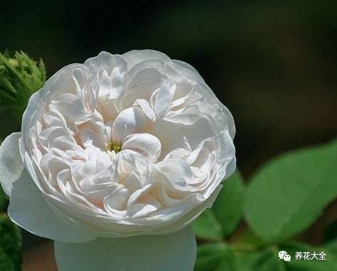 一年四季都开花的月季品种，复花能力超好的6种藤本月季