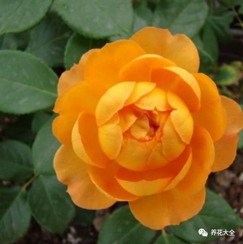 一年四季都开花的月季品种，复花能力超好的6种藤本月季