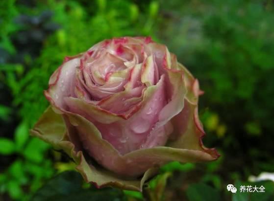 一年四季都开花的月季品种，复花能力超好的6种藤本月季