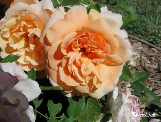 一年四季都开花的月季品种，复花能力超好的6种藤本月季