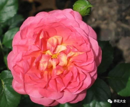 一年四季都开花的月季品种，复花能力超好的6种藤本月季