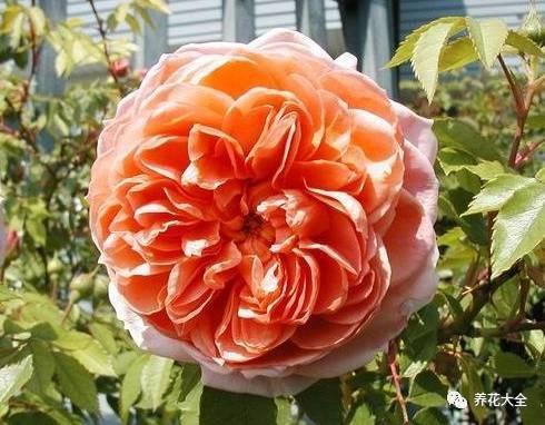 一年四季都开花的月季品种，复花能力超好的6种藤本月季