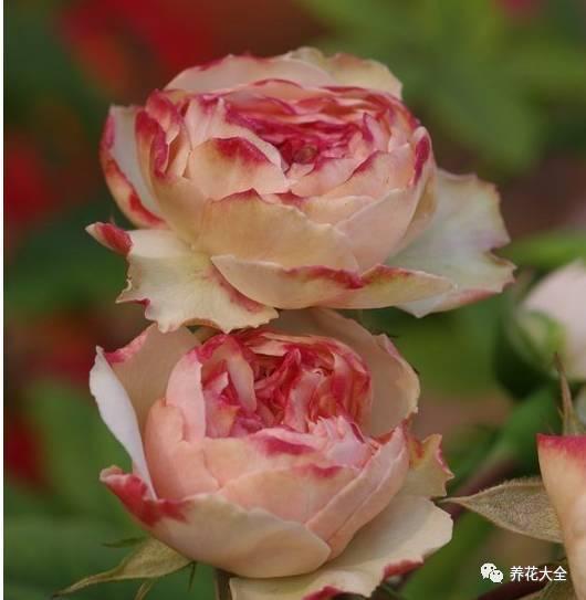 一年四季都开花的月季品种，复花能力超好的6种藤本月季