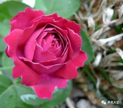 一年四季都开花的月季品种，复花能力超好的6种藤本月季