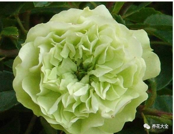 一年四季都开花的月季品种，复花能力超好的6种藤本月季