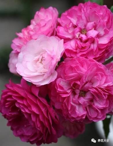 一年四季都开花的月季品种，复花能力超好的6种藤本月季