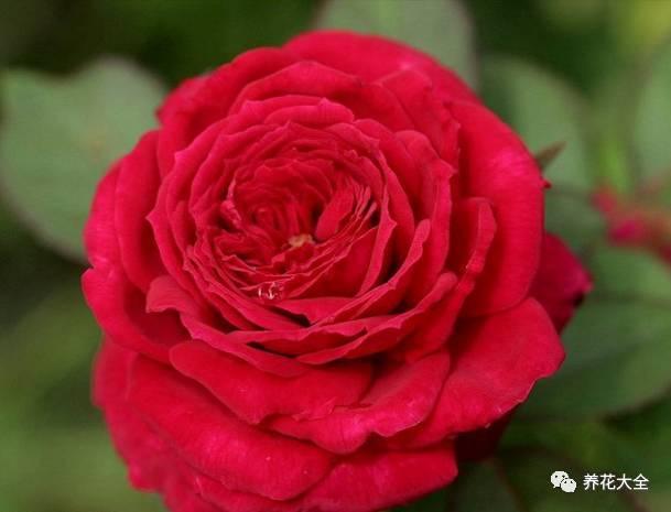 一年四季都开花的月季品种，复花能力超好的6种藤本月季