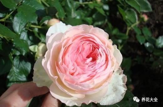 一年四季都开花的月季品种，复花能力超好的6种藤本月季