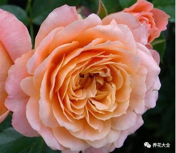 一年四季都开花的月季品种，复花能力超好的6种藤本月季