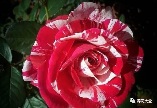 一年四季都开花的月季品种，复花能力超好的6种藤本月季