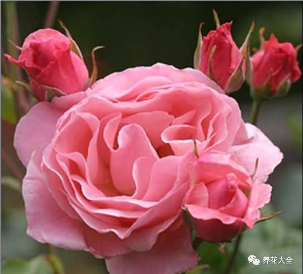 一年四季都开花的月季品种，复花能力超好的6种藤本月季