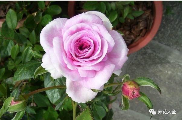 一年四季都开花的月季品种，复花能力超好的6种藤本月季