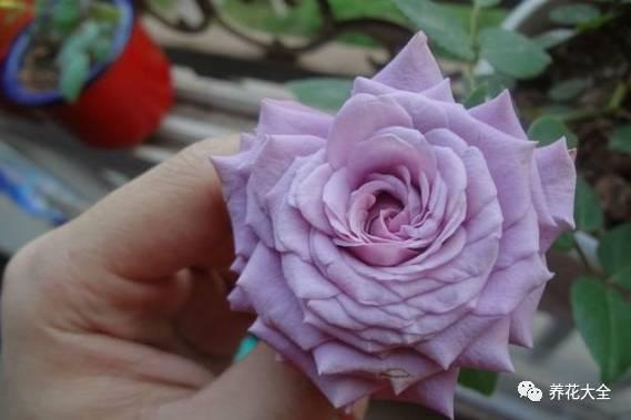 一年四季都开花的月季品种，复花能力超好的6种藤本月季