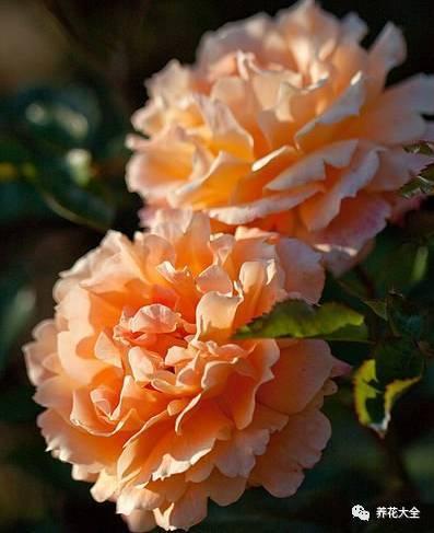 一年四季都开花的月季品种，复花能力超好的6种藤本月季