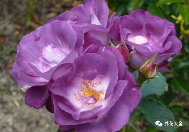 一年四季都开花的月季品种，复花能力超好的6种藤本月季