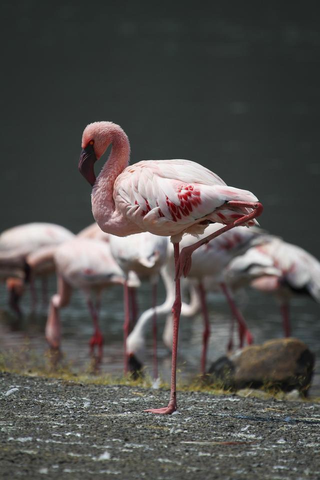 东非大草原动物迁徙，亲历东非野生动物大迁徙
