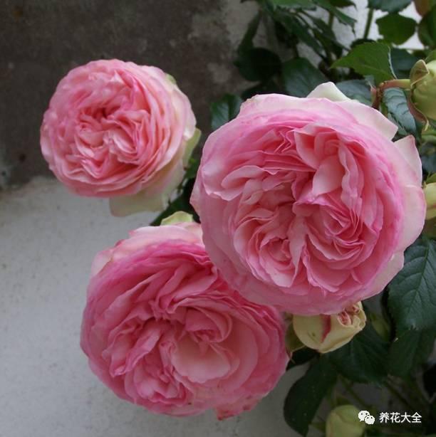 一年四季都开花的月季品种，复花能力超好的6种藤本月季